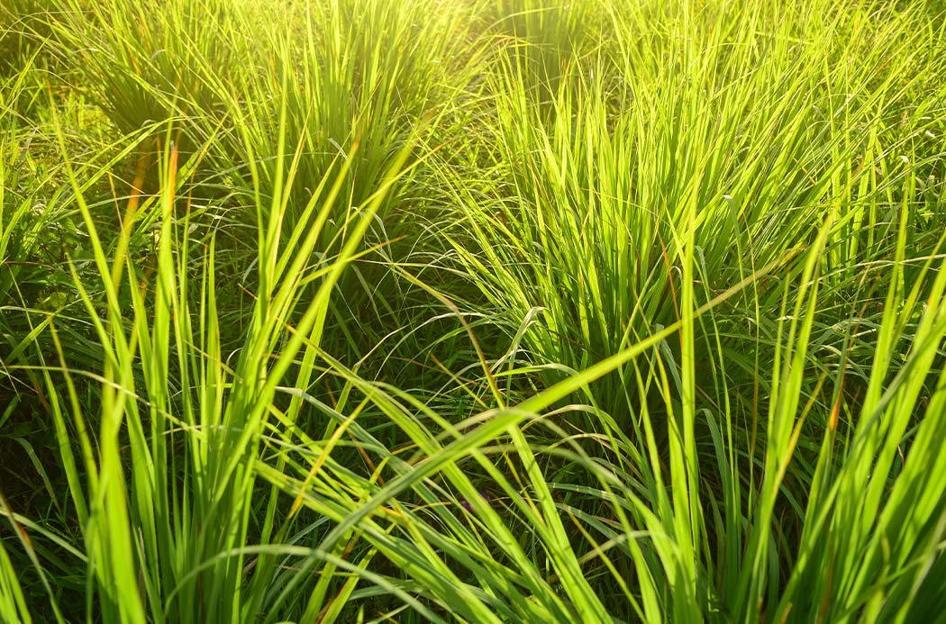 citronella sourcing 1050x693 eu