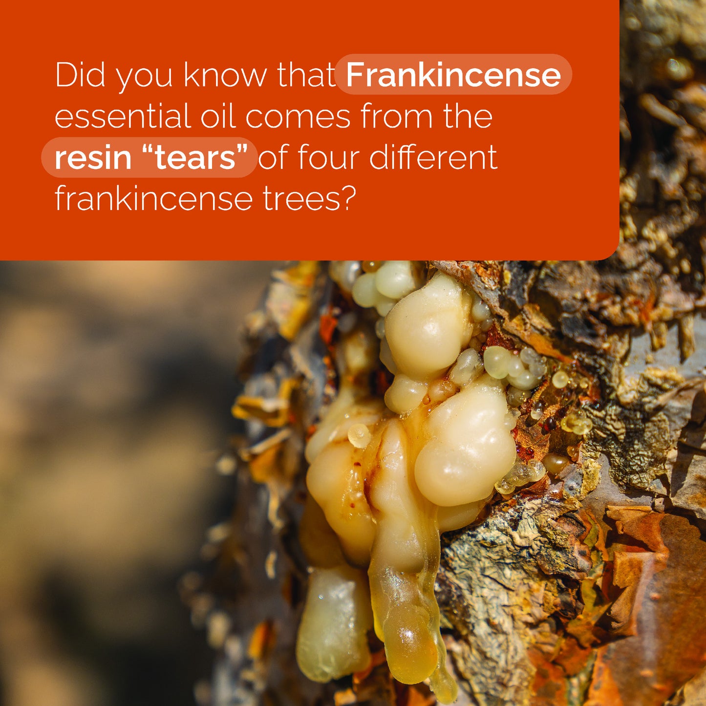 Frankincense Oil Essential Oils Did You Know Social Media US English Instagram Educational Square 1