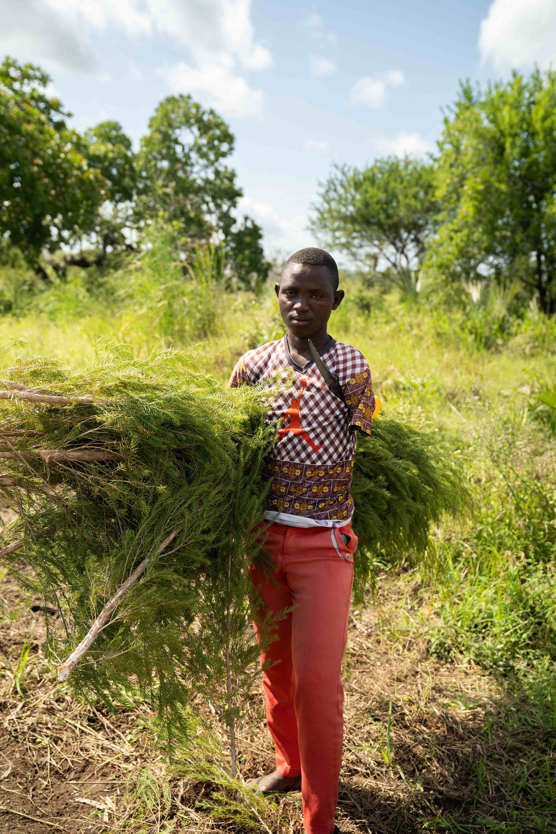 3X Impact Tea Tree, Kenya 11