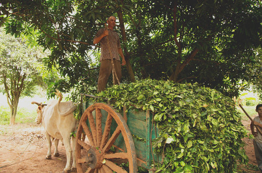 petitgrain betakarítás