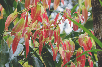 Dotera fahéj cinnamon