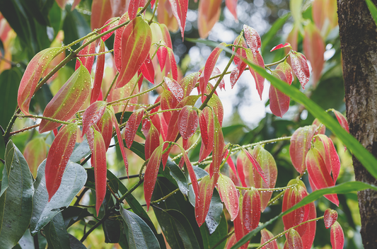 Dotera fahéj cinnamon
