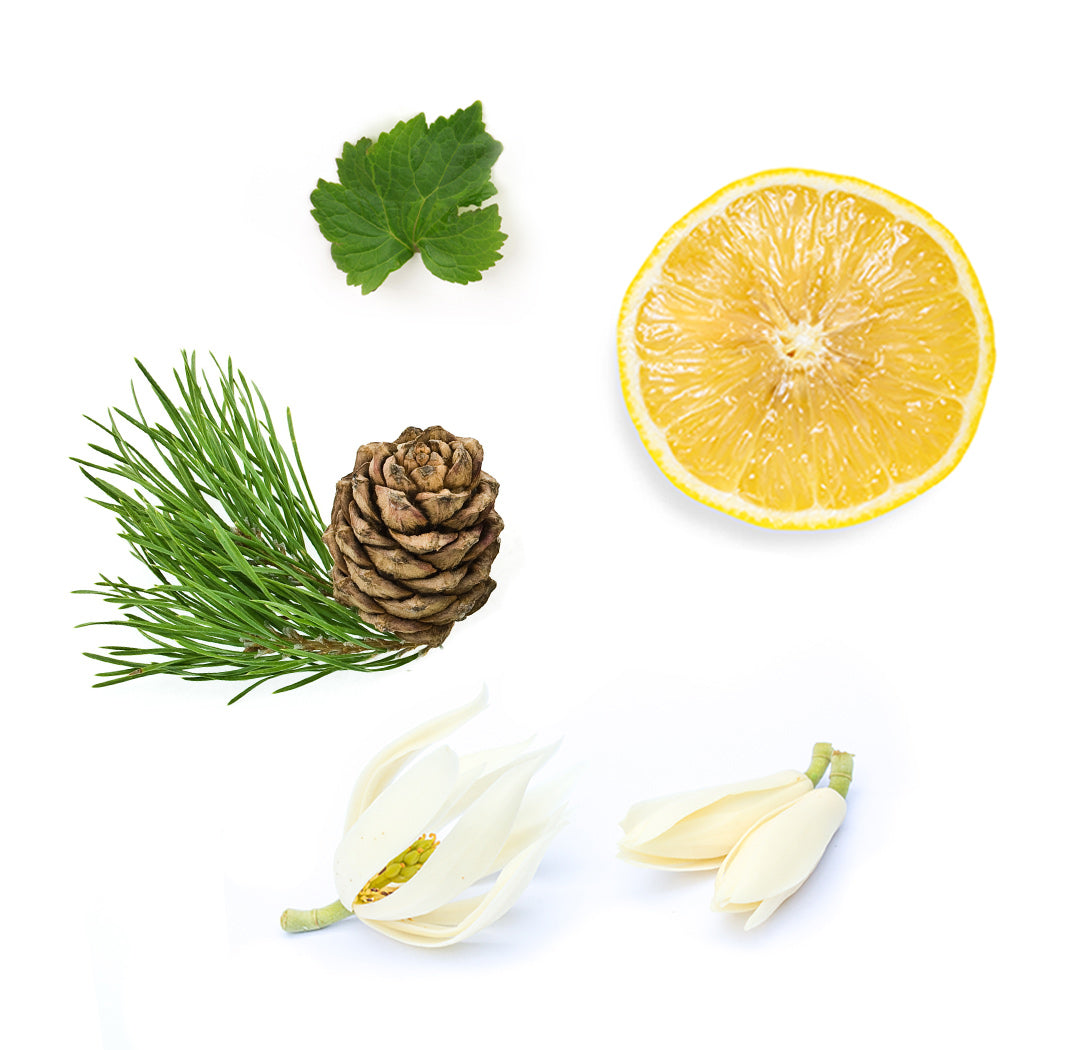 Doterra Shinrin-Yoku set what is inside